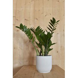 Zamioculcas in witte pot Elho