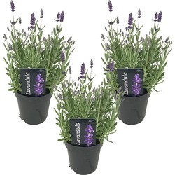 3x Lavandula angustifolia 'Ardèche' - Lavendel - Heester - Winterhard - ⌀12 cm - ↕20-25 cm