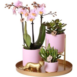 Complete Plantenset Gold foot pink  | Groene planten set met roze Phalaenopsis Orchidee en incl. keramieken sierpotten en accessoires