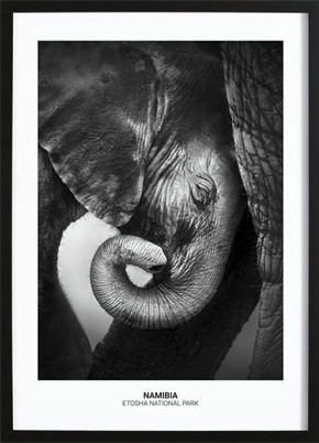 Baby Elephant Poster (50x70cm) - 