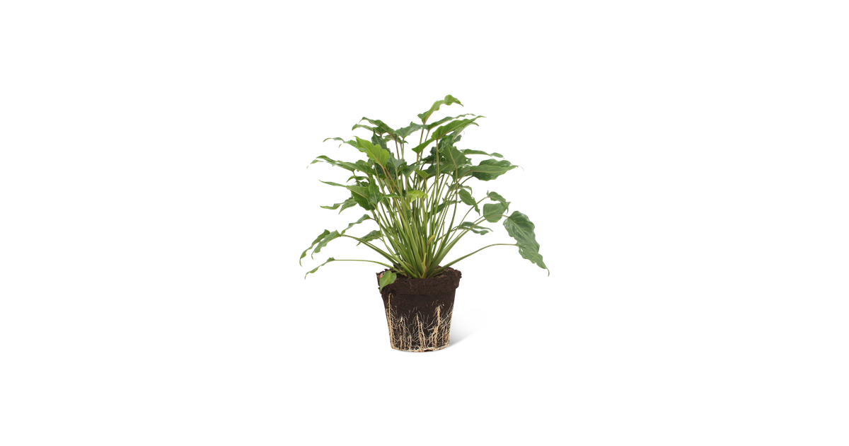 We Love Plants - Philodendron Xanadu - 40 cm hoog - Middelgrote kamerplant