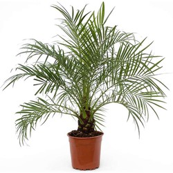 Phoenix roebelenii - Dwergdadelpalm - Pot 21cm - Hoogte 80-90cm