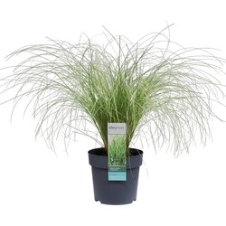 Hello Plants Carex Comans Frosted Curls Zegge - Siergras - Ø 14 cm - Hoogte: 30 cm