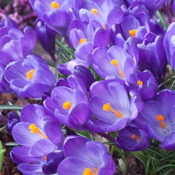 Crocus Ruby Giant - 100x Krokusbollen - Vroege bloeiers