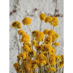Gedroogde Sanfordii gele droogbloemen 30-40  cm lang per bos