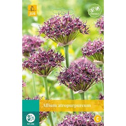 3 stuks - Allium atropurpureum 4 bollen