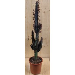 Afrikaanse Melkboom Euphorbia Trigona Cactus kamerplant