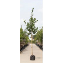 Japanse sierkers Prunus serrulata Kanzan h 350 cm st. omtrek 12 cm