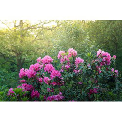 Tuinschilderij azalea roze 70x50cm