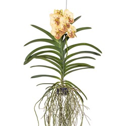 Vanda-orchidee 'Yellow Henna' - Geel - L - Hoogte 70cm