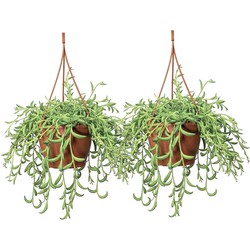 Senecio Radicans - Set van 2 - Bananenketting - Pot 12cm - Hoogte 10-20cm