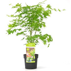 Acer palmatum 'Going Green' - Japanse esdoorn - Pot 19cm - Hoogte 50-60cm