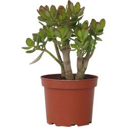 Jadeplant - Crassula ovata 'Minor' - Hoogte 30-35cm - ⌀17cm