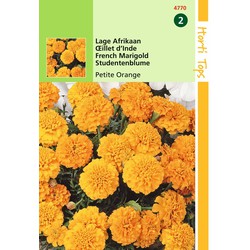 2 stuks - Tagetes Patula Nana Petite Orange - Hortitops