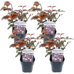 Physocarpus 'Lady in Red' - Set van 4 - struik - pot 17cm - Hoogte 30-40cm