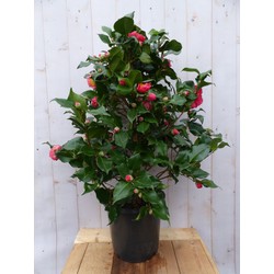 Camelia roze 120 cm