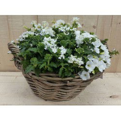 Rieten mand zomerbloeiers wit dia. 30 cm