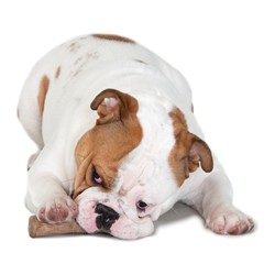 PETSTAGES DOGWOOD DURABLE STICK MEDIUM 18 CM
