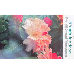 Rhododendron Ehrengold