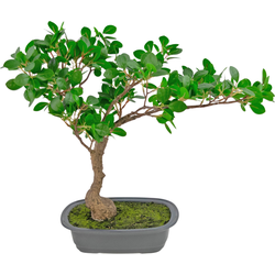 Hoyz Greenery - Kunstplant Bonsai Ficus 40 cm