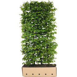 Carpinus betulus Fastigiata