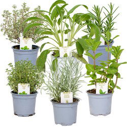 6x Biologische Tuinkruiden Mix - Tuinplanten mix – Keuken kruiden - ⌀9 cm - ↕10-15 cm