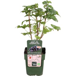 Hello Plants Ribes Lowberry Little Black Sugar Zwarte Bes - Bessenstruik - Ø 13 cm - Hoogte: 45 cm