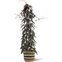 We Love Plants - Cissus Discolor Piramide + Mand Yvonne - 150 cm hoog - Grote kamerplant