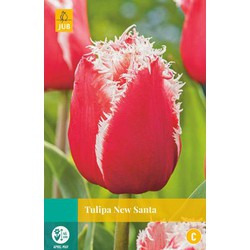 Tulipa New Santa