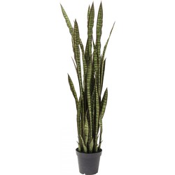 Kare Deco Plant Sansewieria 155cm