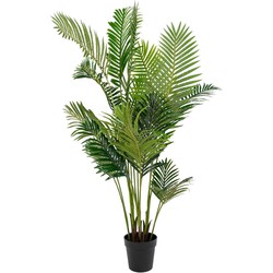 Areca palm