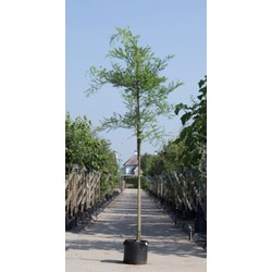 2 stuks! Honingboom Sophora japonica h 250 cm st. omtrek 8 cm boom