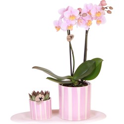 Kolibri Orchids | Gift set Mediterranean Sunset small | Groene plant met roze Phalaenopsis orchidee Andorra  in Painted Stripe sierpotten op wit organisch dienblad