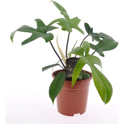 Philodendron 'Florida Groen' - Pot 17cm - Hoogte 40-50cm