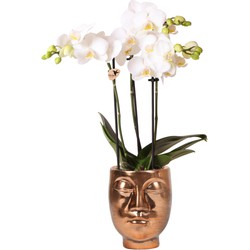 Kolibri Orchids | Witte Phalaenopsis orchidee – Amabilis + Face-2-face sierpot brons – potmaat Ø9cm – 40cm hoog | bloeiende kamerplant in bloempot - vers van de kweker