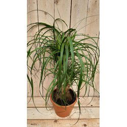 Kamerplant Beaucarnea recuvata gedeelde stam 50 cm