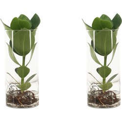 We Love Plants - Clusia op water in Cylinderglas - 2 stuks - 30 cm hoog - Kamerplant