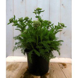 3 stuks - Achillea duizendblad wit
