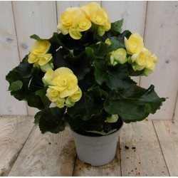 Kamerplant Begonia dubbelbloemig geel