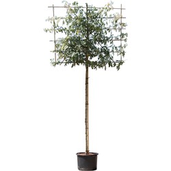 Vederesdoorn leiboom 200 cm Acer neg. Flamingo 320 cm leirek 120x150 cm