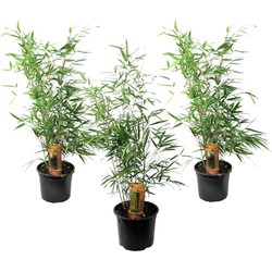 Fargesia Rufa - Set van 3 - Niet woekerende Bamboe - Pot 13cm - Hoogte 25-40cm