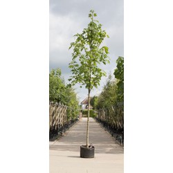 Gewone esdoorn Acer pseudoplatanus h 550 cm st. omtrek 19 cm