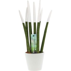 Sansevieria Cylindrica - Velvet Touchz - Hoogte 20-40cm - Pot 9cm