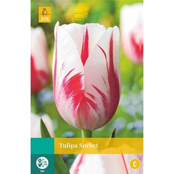 3 stuks - Tulipa Sorbet 5 bollen