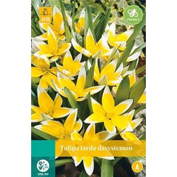 5 stuks - Tulipa Tarda 8 bollen