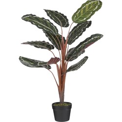 Mica Decorations Calathea roseopicta Kunstplant - 60x60x90 cm - Groen