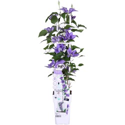 Hello Plants Clematis Boulevard Olympia Bosrank - Klimplant - Ø 15 cm - Hoogte: 65 cm