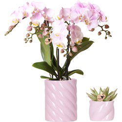 Kolibri Company | Plantenset Valentijn 'Candy' | Roze Phalaenopsis Orchidee Portugal en Succulent incl. keramieken sierpotten