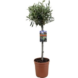 Olea Europaea - Winterharde olijfboom op stam - Pot 19cm - Hoogte 80-90cm