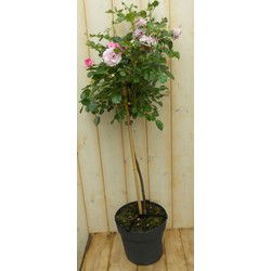 Stamroos 100 cm roze